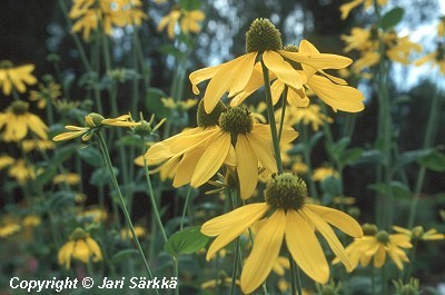  Rudbeckia laciniata